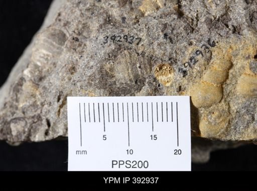 Scaphites sp.