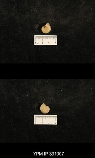 Trepospira sphaerulata