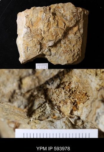 undet. Stelleroidea