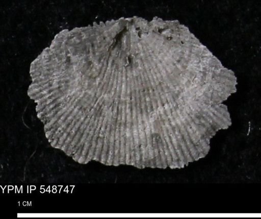 Stropheodonta perplana