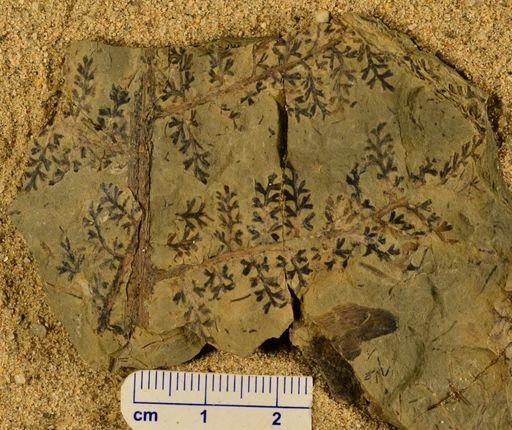 Sphenopteris sp.