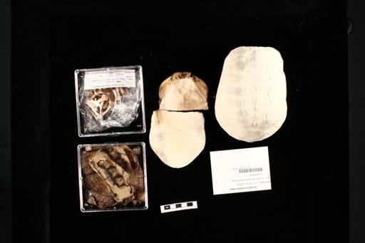 Terrapene carolina major