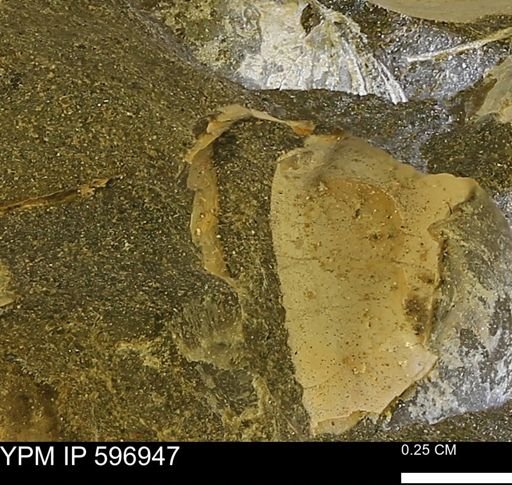 undet. Bivalvia