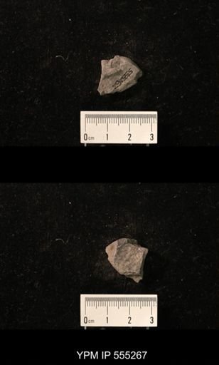 Productus cora