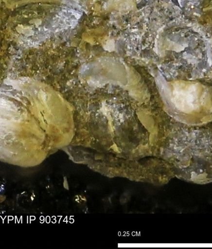 Corbulamella?