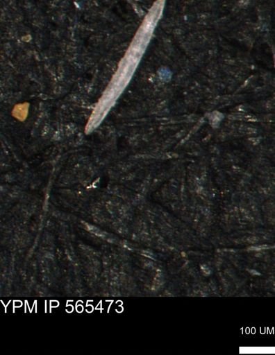 undet. Porifera