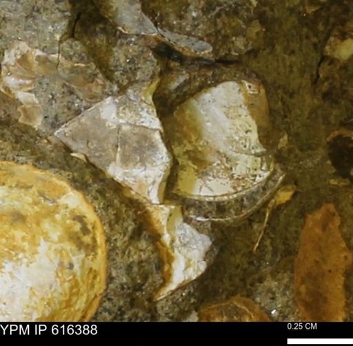 Protocardia subquadrata