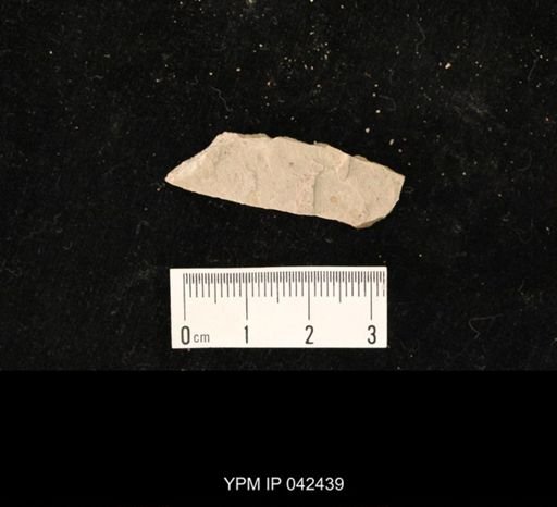 undet. Hexapoda