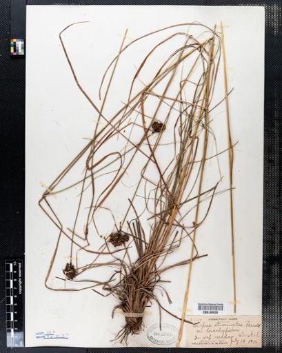 Scirpus atrocinctus