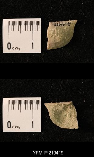 Chonetes granulifer