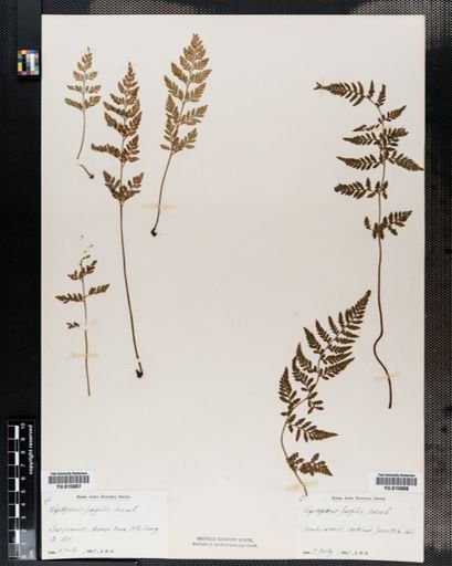 Cystopteris fragilis