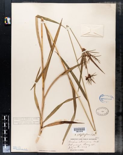 Scirpus polyphyllus