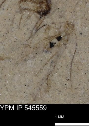 Psocoptera?