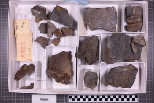 mixed taxa, stratigraphic collection