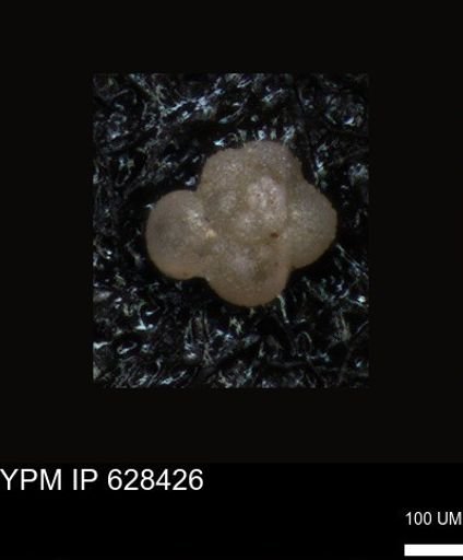undet. Foraminiferida