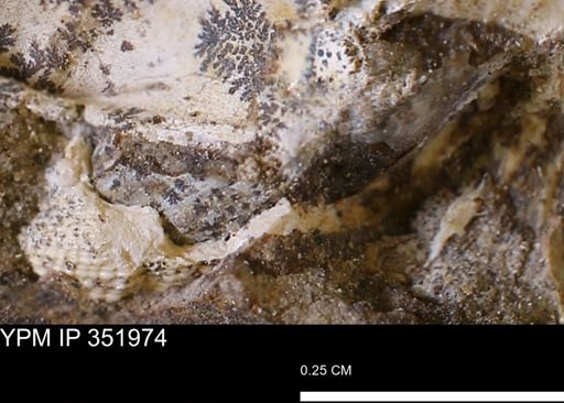 Parallelodon (Cosmetodon) sp.