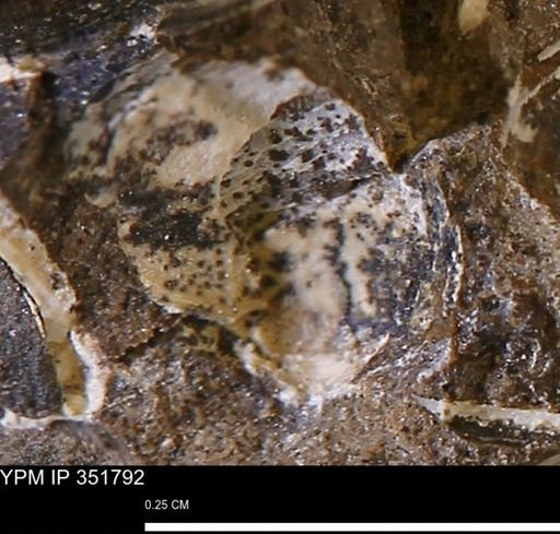 undet. Bivalvia