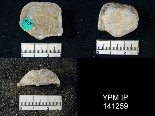 Productus (Waagenoconcha) abichi