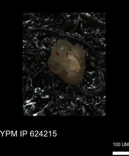 undet. Foraminiferida