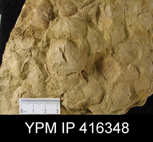 Productella sp.