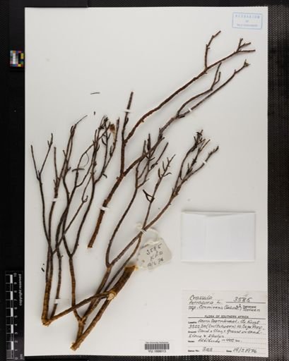 Plantae