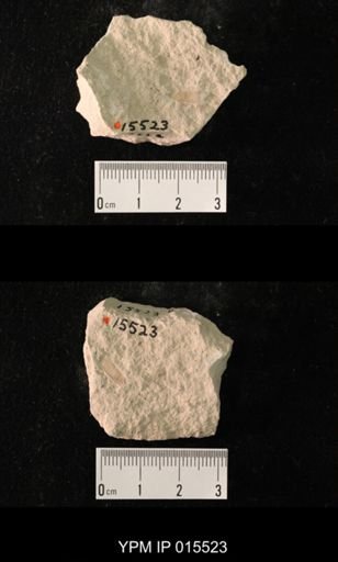 Probnis speciosa