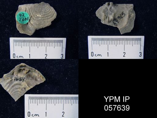 Leptaenisca adnascens