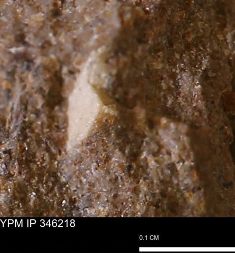Limopsis striatopunctatus