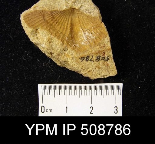 undet. Rhynchonellata