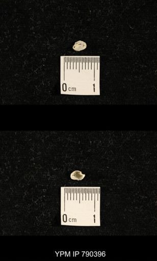 undet. Brachiopoda