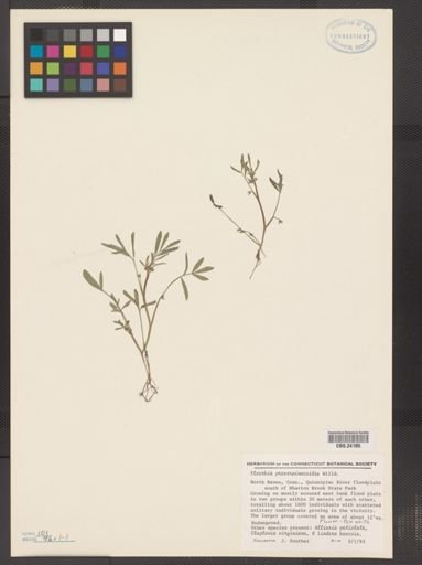 Floerkea proserpinacoides