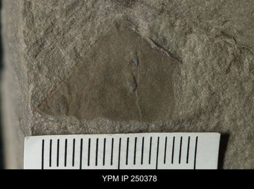 undet. Eurypterida