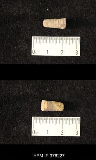 Pseudorthoceras knoxense