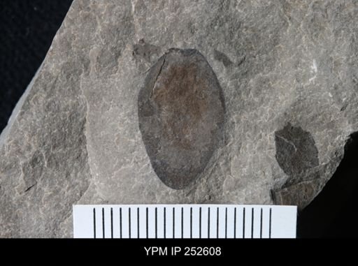 undet. Eurypterida