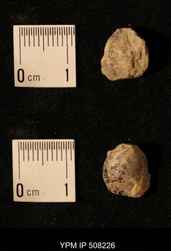 Dielasma aff. prolongatum