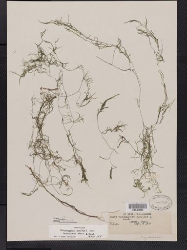Potamogeton pusillus var. tenuifolius