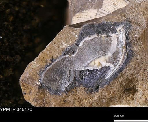 Limopsis striatopunctatus