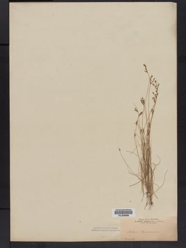 Bulbostylis capillaris
