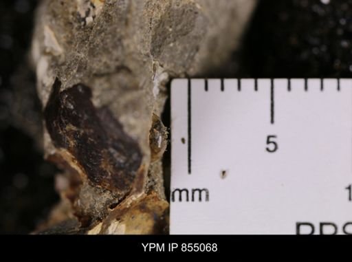 undet. Scaphitidae