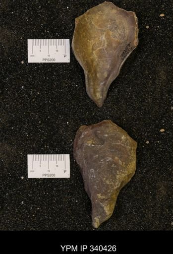 Ostrea glabra