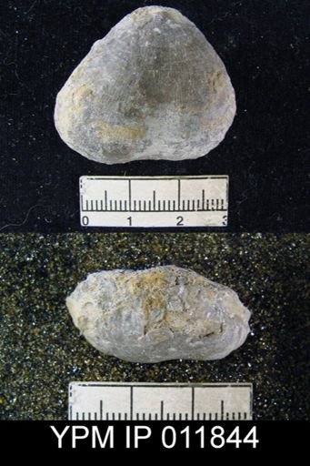 Aulosteges wolfcampensis