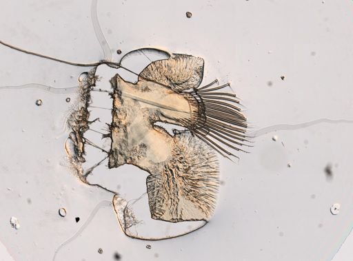Phyllodocidae