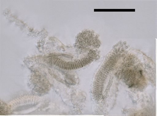 Gymnopraia lapislazula