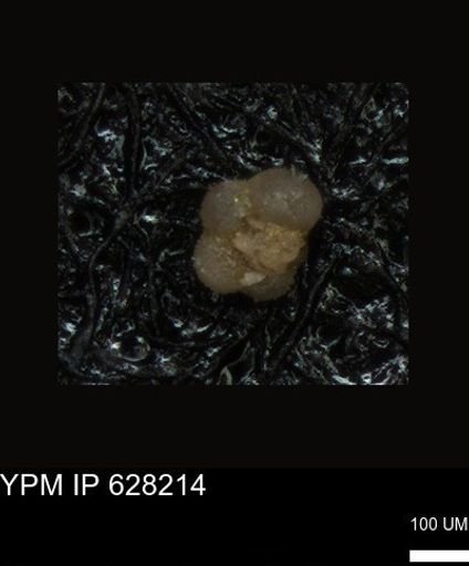 undet. Foraminiferida