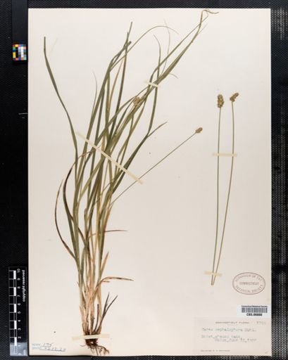 Carex cephalophora