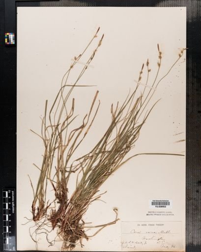 Carex communis