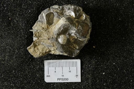 undet. Bivalvia