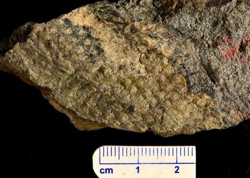 Drepanophycus sp.