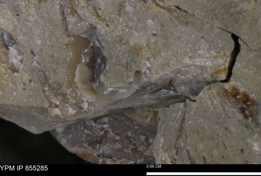 undet. Mollusca