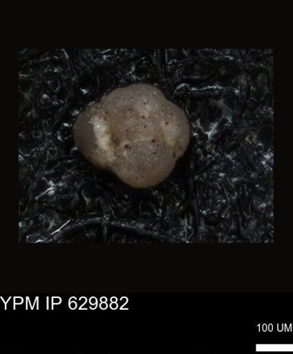 undet. Foraminiferida